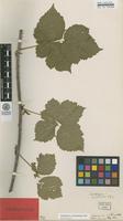Syntype of Rubus corylifolius Sm. var. rotundifolius F.Aresch. [family ROSACEAE]