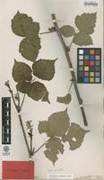 Syntype of Rubus corylifolius Sm. var. rotundifolius F.Aresch. [family ROSACEAE]
