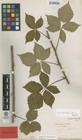 Lectotype of Rubus corylifolius Sm. var. acutangulus F.Aresch. [family ROSACEAE]