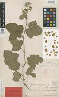 Syntype of Rubus corylifolius Sm. var. rotundifolius F.Aresch. [family ROSACEAE]