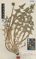 Type of Taraxacum rhamphodes G.E.Haglund [family ASTERACEAE]