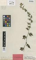 Isotype of Solanum sodiroi Bitter var. enneaphyllum Bitter [family SOLANACEAE]