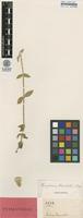 Isotype of Gomphrena blanchetii Moq. [family AMARANTHACEAE]