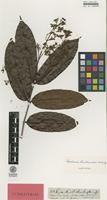 Isotype of Forsteronia benthamiana Müll.Arg. [family APOCYNACEAE]
