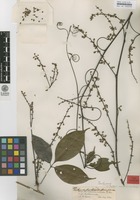 Isotype of Paullinia paullinioides Radk. [family SAPINDACEAE]