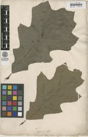 Filed as Quercus rubra L. [family FAGACEAE]