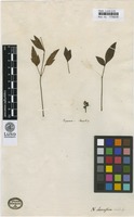 Type? of Nandina domestica Thunb. [family BERBERIDACEAE]