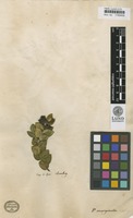 Penaea marginata L. [family PENAEACEAE]