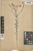 Type? of Linum perenne L. [family LINACEAE]