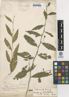 Lectotype of Sida lanceolata Retz. [family MALVACEAE]
