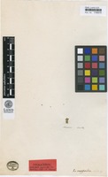Isotype of Lithophila muscoides Sw. [family AMARANTHACEAE]