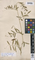 Isotype of Vicia monantha Retz. [family FABACEAE]