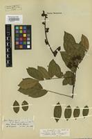Isotype of Drepanocarpus crista-castrensis Mart. et Benth. var. latifolium Benth. [family FABACEAE]