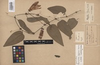 Isotype of Passiflora eggersii Harms [family PASSIFLORACEAE]