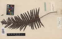 Isotype of Alsophila lepifera J. Sm. [family CYATHEACEAE]