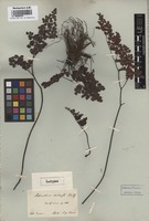 Isotype of Adiantum chilense Kaulf. [family ADIANTACEAE]