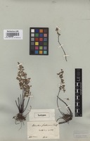 Isotype of Adiantum sulphureum Kaulf. [family ADIANTACEAE]