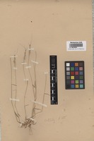 Syntype of Aegilops persica Boiss. [family POACEAE]