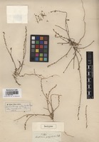 Isotype of Corispermum polygaloides Fisch. et C.A. Mey. [family CHENOPODIACEAE]