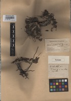 Syntype of Salsola abrotanoides Bunge [family CHENOPODIACEAE]