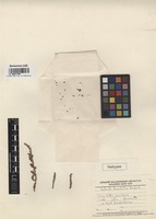 Isotype of Salsola brevifolia Desf. [family CHENOPODIACEAE]