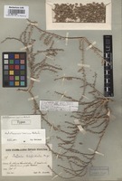 Type of Halothamnus iranicus Botsch. [family CHENOPODIACEAE]