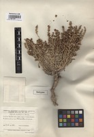 Isotype of Salsola chellalensis Botsch. [family CHENOPODIACEAE]