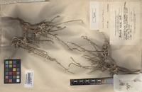 Type of Salsola rodinii Botsch. [family CHENOPODIACEAE]