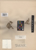 Isotype of Cornulaca amblyacantha Bunge [family CHENOPODIACEAE]