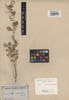 Isotype of Amaranthus interruptus R. Br. [family AMARANTHACEAE]