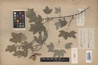 Type of Acer assyriacum Pojark. [family ACERACEAE]