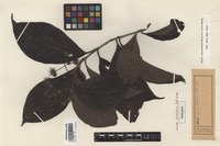 Isotype of Nauclea trichotoma Zoll. et Moritzi [family RUBIACEAE]