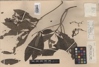Isotype of Pavetta hohenackeri Bremek. [family RUBIACEAE]