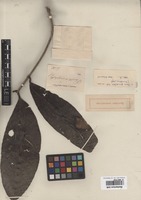 Original material of Pavetta macrophylla Blume [family RUBIACEAE]