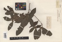 Isotype of Pavetta naucleiflora R. Br. ex Wall. [family RUBIACEAE]