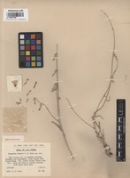 Isotype of Zeugandra iranica P.H. Davis [family CAMPANULACEAE]