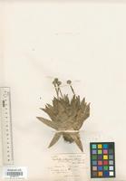 Isotype of Paepalanthus alpinus Korn. [family ERIOCAULACEAE]