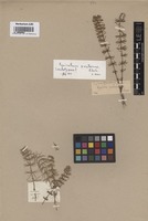 Lectotype of Equisetum pratense Ehrh. [family EQUISETACEAE]
