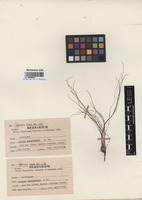 Isotype of Isoetes panchananii D.D. Pant et G.K. Srivast. [family ISOETACEAE]