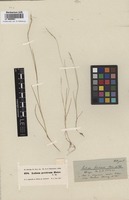 Syntype of Lolium persicum Boiss. et Hohen. [family POACEAE]