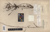 Isotype of Kochia pubescens Moq. [family CHENOPODIACEAE]