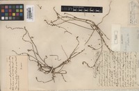 Type of Corispermum polygaloides Fisch. et C.A. Mey. [family CHENOPODIACEAE]