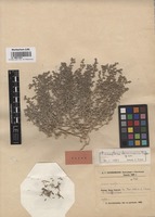 Type of Climacoptera chorassanica U.P. Pratov [family CHENOPODIACEAE]