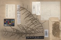 Type of Halothamnus iranicus Botsch. var. glabratus Botsch. [family CHENOPODIACEAE]
