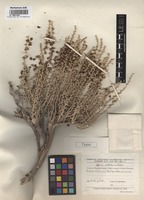 Holotype of Salsola chellalensis Botsch. [family CHENOPODIACEAE]