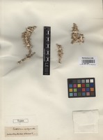 Type of Cornulaca amblyacantha Bunge [family CHENOPODIACEAE]