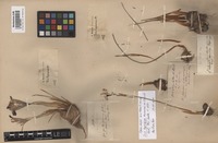 Original material of Iris hyrcana Woronow ex Grossh. [family IRIDACEAE]
