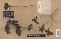 Isotype of Pavetta catophylla K. Schum. [family RUBIACEAE]