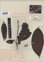 Syntype of Pavetta macroptera Miq. [family RUBIACEAE]