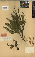 Lectotype of Edwardsia macnabiana Graham [family FABACEAE]